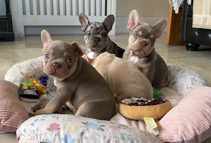 Französische Bulldoggen-Welpen