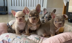 Franz. Bulldoggenwelpenabzugeben. 