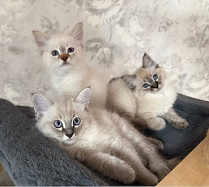 Süsse Heilige Birma Ragdoll Kitten