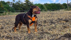 Old English Bulldog Hündin 