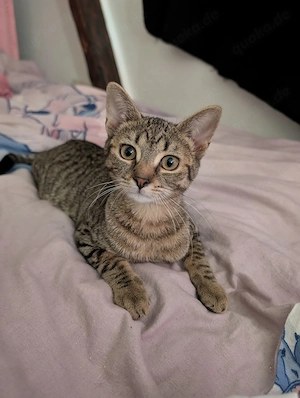 21 Wochen alte Katze sucht ein neues zu Hause 