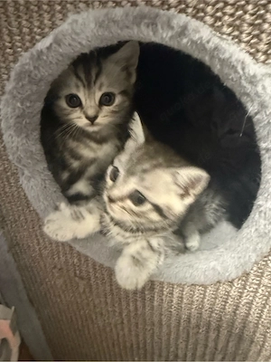 Süße Bkh kitten suchen ein neues zu Hause 