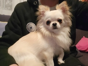 Chihuahua Rüde abzugeben 