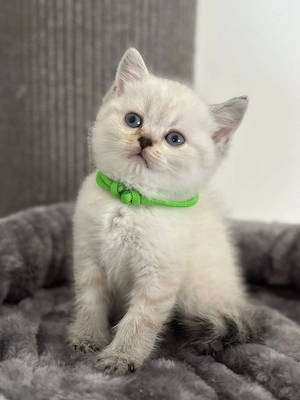 BKH Kitten *Nur noch 1*