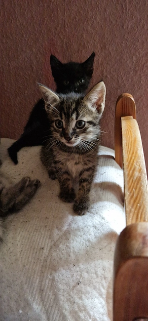 Noch 1 süsser Savannahmix Kater F1 zur Abgabe