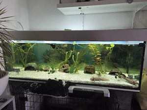 Aquarium mit 8 Axolotel 
