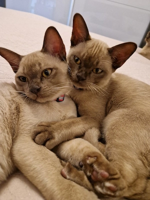 Reinrassige Burma Kitten 