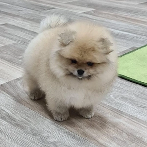 Zwergspitz Pomeranian Welpen