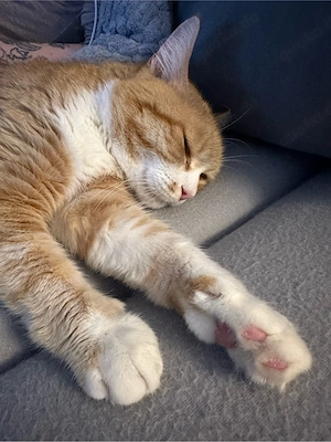 kater sucht liebesvolles zuhause 