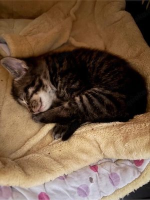Katzenbabys