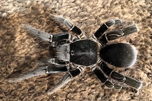 0,1 Hystereocrates hercules, Vogelspinne