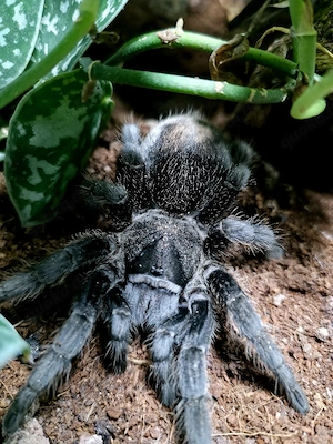 0.1 grammostola pulchra 