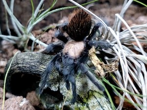 brachypelma albiceps 