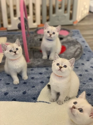 Liebevoll aufgezogene Bkh Britisch Kurzhaar Kitten suchen ihr Zuhause