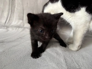 EKH Kitten   Katzen babys