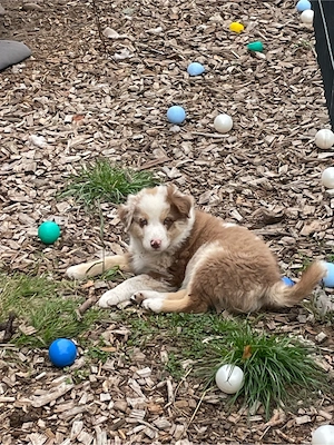 Tolle Aussie Australian Shepherd Welpen