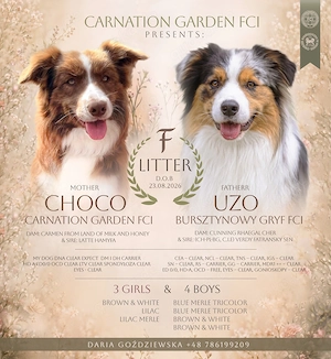 Border Collie FCI VDH Ruden