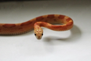 Kornnatter Hypo Sunkissed Motley dnz'23