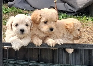 maltipoo mix