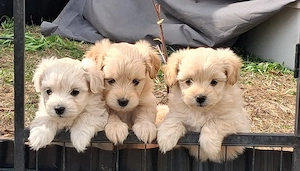 maltipoo mix
