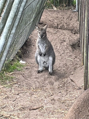 Benett Känguru Böcke Bild 2