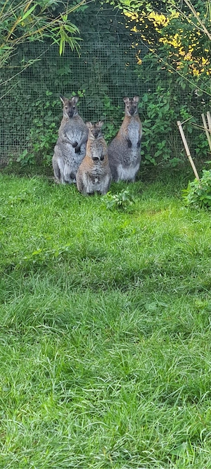 Benett Känguru Böcke