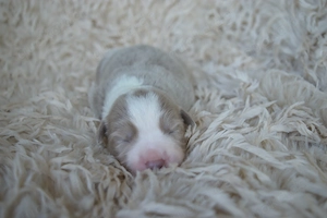 Border Colli FCI VDH lilac lilac merle blue merle tri