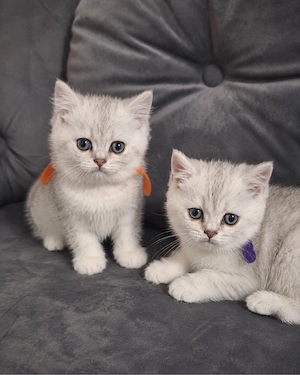 BKH Britisch Kurzhaar Kitten