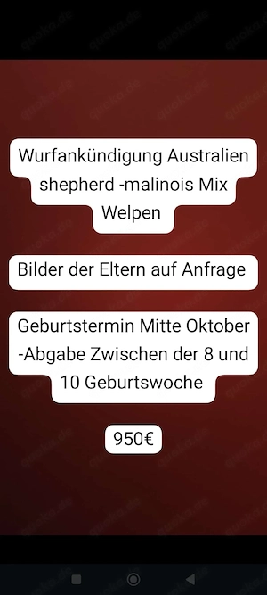 Wurfankündigung Australien shepherd -malinois Mix welpen