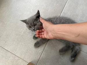BKH Kitten  Blue sucht liebevolles Zuhause 
