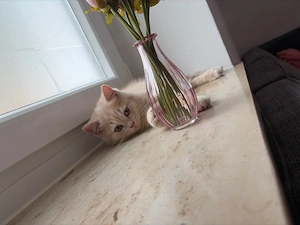 bkh kitten 