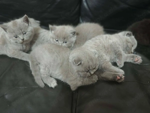 Katzenbaby