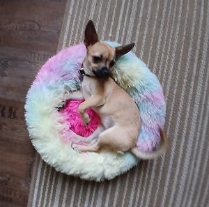 Chihuahua hündin 5 monate