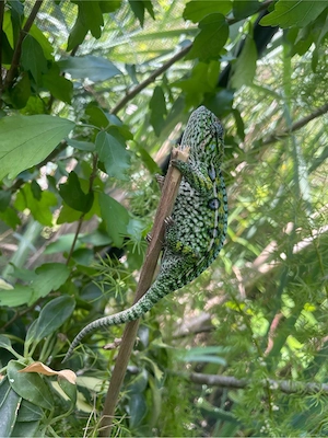 Teppichchmäleon (Furcifer lateralis)