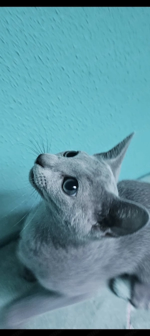 Russisch Blau Kitten mit Stammbaum 