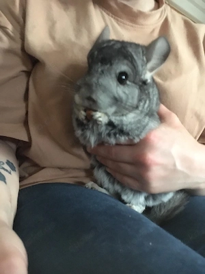 chinchillas dringend neues liebevolles Zuhause gesucht 