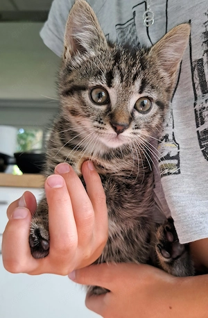 Kätzchen, EKH, Kitten 