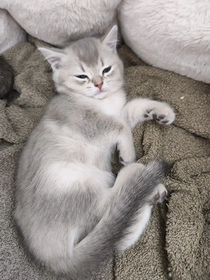 Wunderschöne BKH kitten zu vergeben