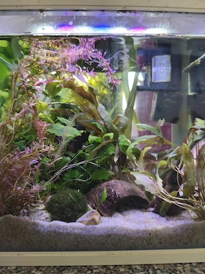 Nano Aquarium kleines Aquarium wie auf dem Bild zu sehen 