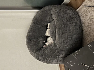 Kleiner kater sucht ein liebevolles zuhause