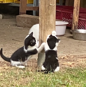 Katzenbabys abzugeben ab ca. 28.09.2026