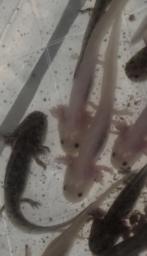 Axolotl Jungtiere etwa 10cm 