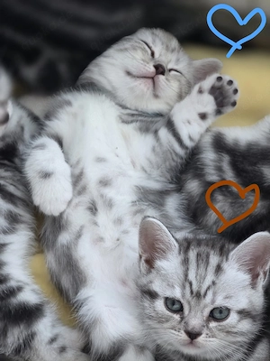 BKH Whiskas Babys 