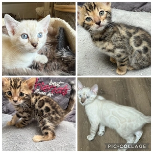 Bengal Kitten Snow oder Braun Mit Stammbaum 