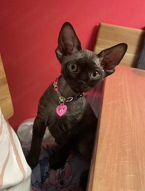 Kitten Katze Devon Rex Sphynx Bild 2