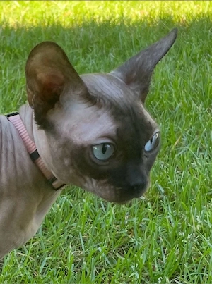 Kitten Katze Devon Rex Sphynx Bild 3