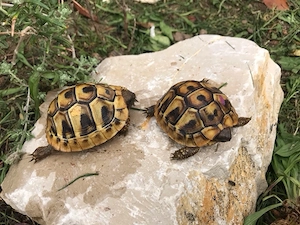 Griechische Landschildkröten NZ2025