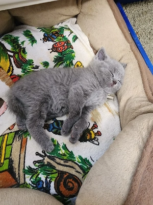 BKH Britisch Kurzhaar Kitten Katzenbabys