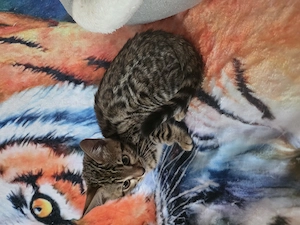 apparte Tigerlein im Leoluck Bild 5
