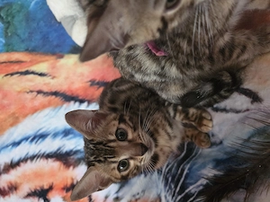 apparte Tigerlein im Leoluck Bild 3